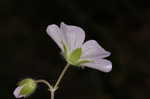 Wild geranium